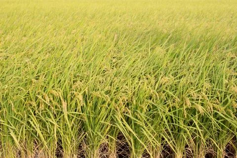 Rice field Stock Photos