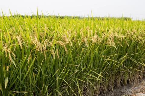 Rice field Stock Photos