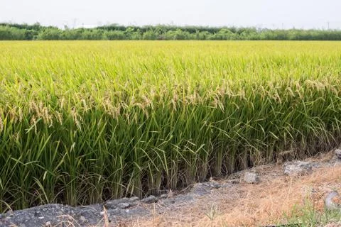 Rice field Stock Photos