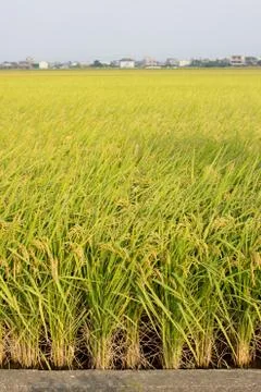 Rice field Stock Photos