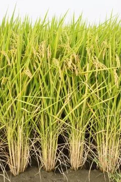 Rice field Stock Photos