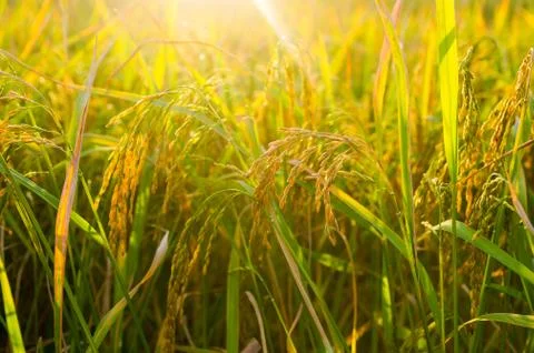 Rice field Stock Photos