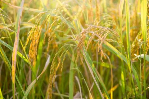 Rice field Stock Photos