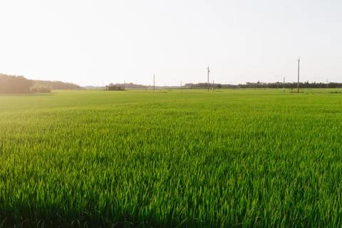 Rice field Stock Photos