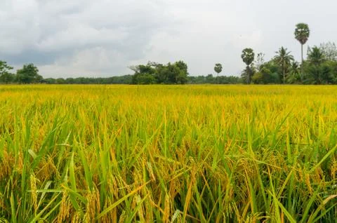 The rice field Stock Photos