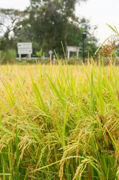 The rice field Stock Photos
