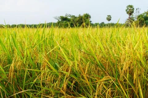 The rice field Stock Photos