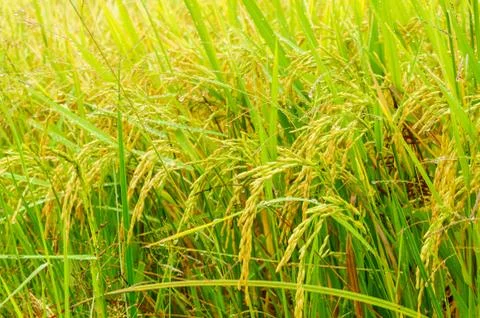 The rice field Stock Photos