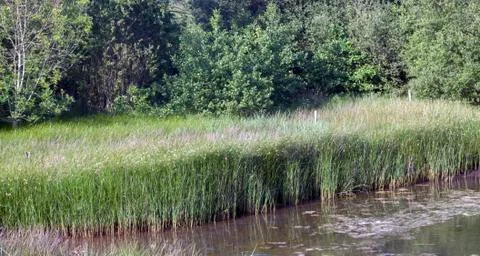 Rice field Stock Photos