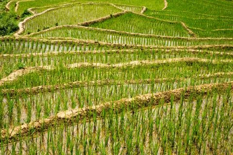 Rice Field Stock Photos
