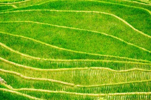 Rice Field Stock Photos