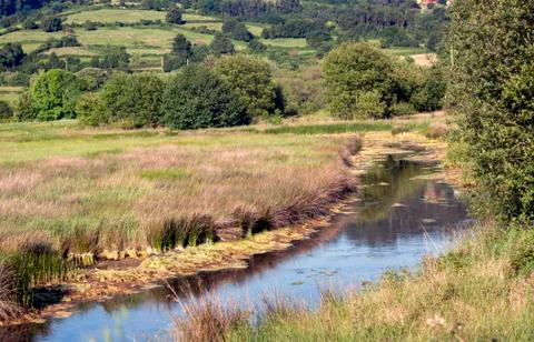Rice field Stock Photos