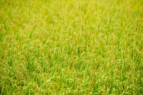 Rice field Foto stock