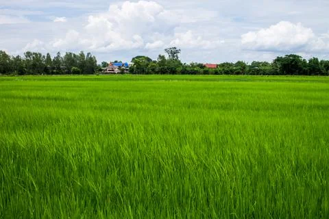Rice field Stock Photos