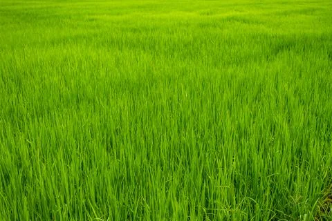 Rice field Stock Photos