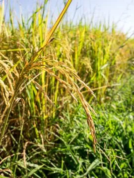 Rice in the field Stock Photos