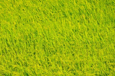 Rice field 스톡 사진