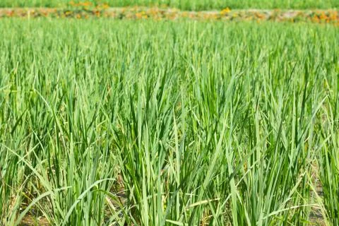 Rice field Stock Photos