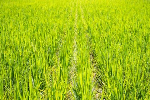 Rice field Stock Photos