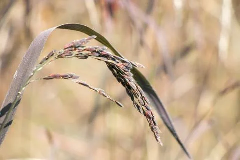 Rice field Stock Photos
