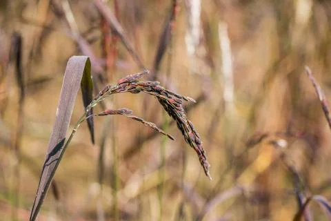 Rice field Stock Photos