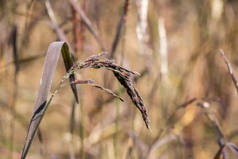 Rice field Stock Photos