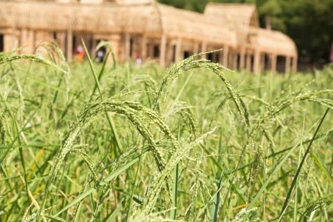 Rice field Stock Photos
