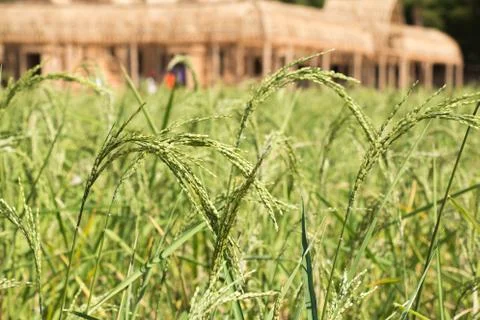 Rice field Stock Photos