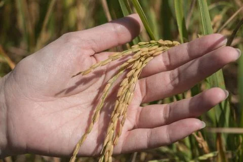 Rice field Stock Photos