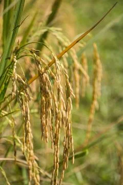 Rice field Stock Photos