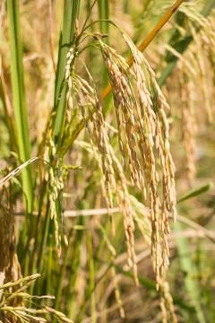 Rice field Stock Photos