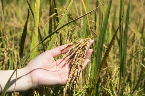 Rice field Stock Photos