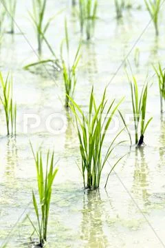 Rice field Stock Photos