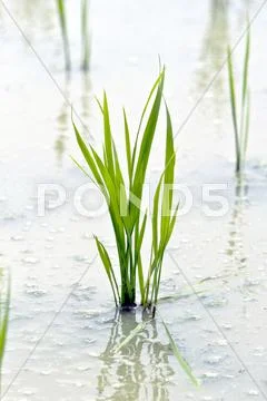 Rice field Stock Photos