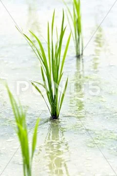 Rice field Stock Photos