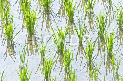 Rice field Stock Photos