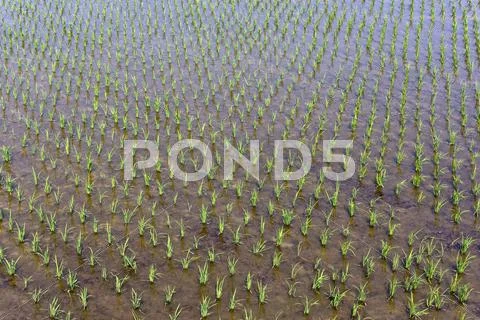 Rice field Stock Photos
