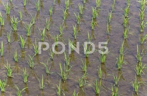 Rice field Stock Photos