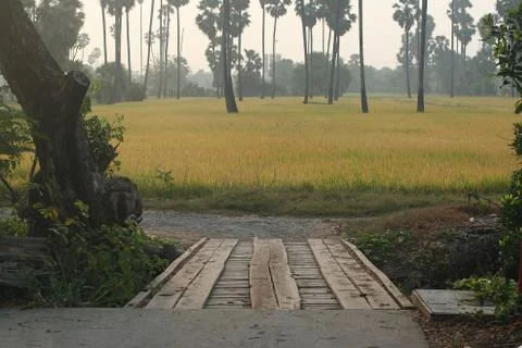 Rice field Stock Photos
