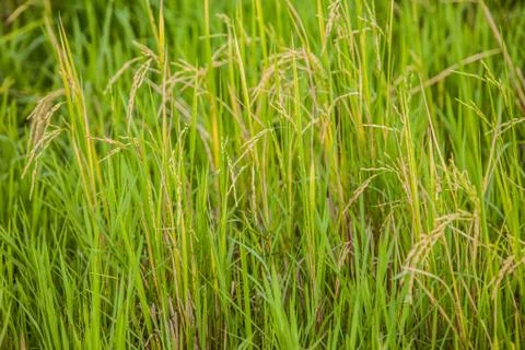 Rice field Stock Photos