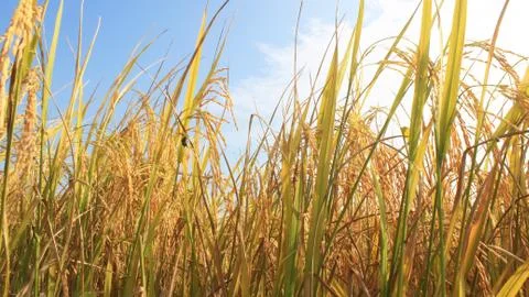 Rice field Stock Photos