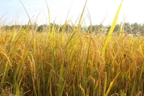 Rice field Stock Photos