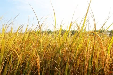 Rice field Stock Photos