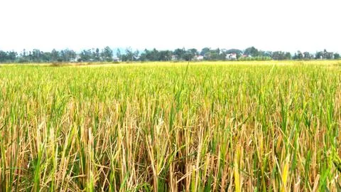 Rice field Stock Photos