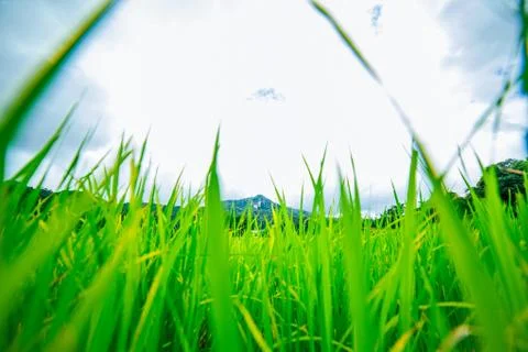 Rice Field 스톡 사진