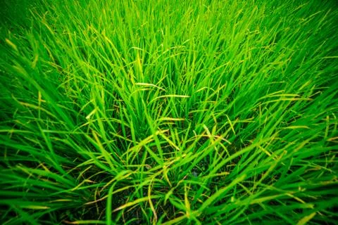 Rice Field Fotos de archivo