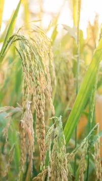 Rice in Field Stock Photos