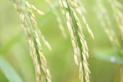Rice field Foto stock