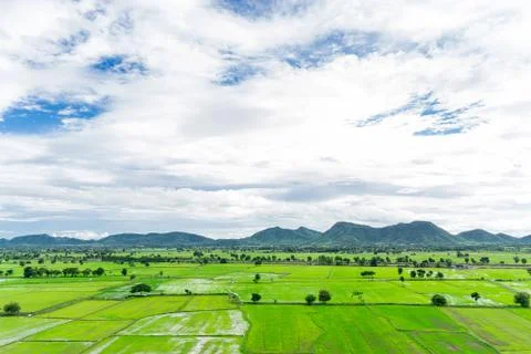Rice field Stock Photos