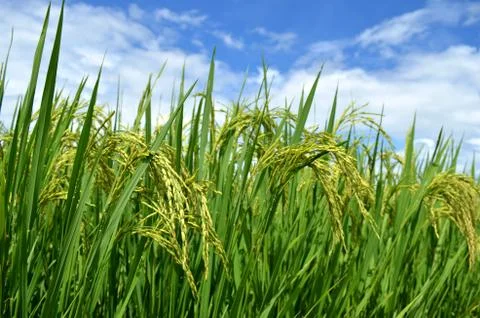 Rice field Stock Photos